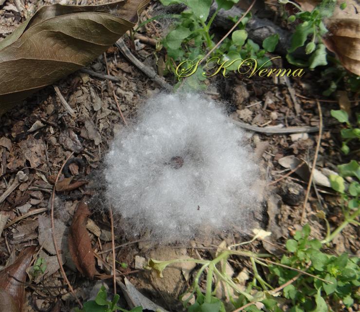  Seed embedded in  silky white floss